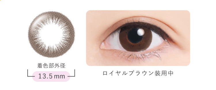 着用 ロイヤルブラウン
