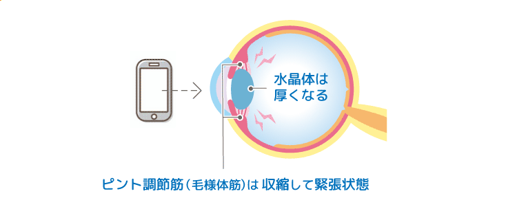 ピント調節筋の画像