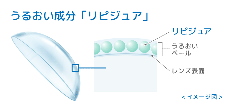 コンタクトレンズの断面